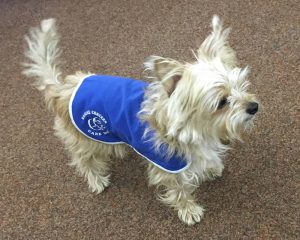 Bushy, one of Canine Concerns therapy dogs, helps litigants and staff at Chelmsford county court facing stressful cases.