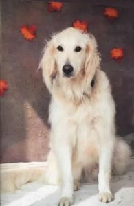 Barney Canine Concern dog