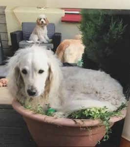 Barney from Guernsey Canine Concern dog
