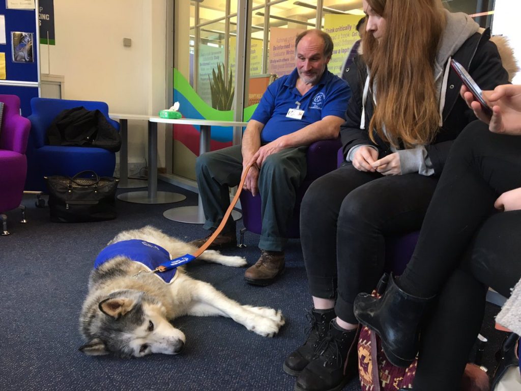 Canine Concern dogs - Jaxx at Leeds University