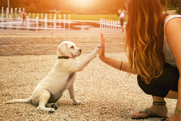 High Five for Canine Concern